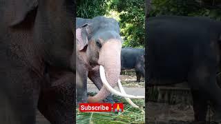 white elephant king  / දැකලා නැතිඅයට බලන්න ඔන්න සුදු ඇතා  subscribe  කරන්න