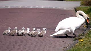 Mute Swan Family with 8 Cygnets Crossing the Road 4K