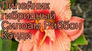 Лилейник гибридный Силоам Риббон Кэнди  обзор: как сажать, рассада лилейника Силоам Риббон Кэнди