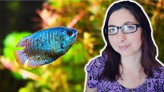 DWARF GOURAMI CARE GUIDE  Basic Care For The Dwarf Gourami