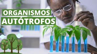 What are AUTOTROPHIC ORGANISMS? Characteristics and examples