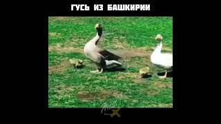 Башкирский Гусь танцы 