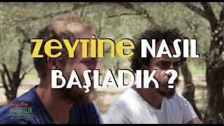 Zeytin işine nasıl başladılar ?