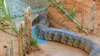 Snake Trap Technology - Awesome Big Snake Trap Using Cage Trap