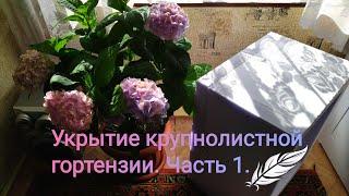 Укрытие крупнолистной гортензии лучший способ ,в  грунте, зимует 100%(способ 1)