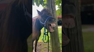 Cute Miniature Horse Yawns #minihorse #adorable #cuteanimals