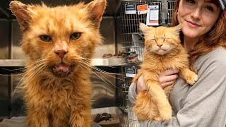 No One Wanted To Adopt Creepy Stray Cat, But One Day Unbelievable Happened!