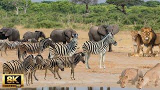 8K African Wildlife : Wildlife of Okavango Delta Area, Botswana - Scenic Wildlife Film