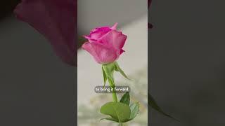 How to capture the petals in watercolour