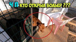 Кто то открыл вольер со Спайком когда Муса был отпущен !!!! Видения или глюк... Питбуль/Волк.