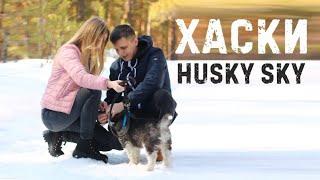 ПОЯВЛЕНИЕ ХАСКИ В НАШЕЙ СЕМЬЕ | HUSKY SKY