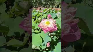 #beautiful #nature #lotus #hindisong #ytshorts