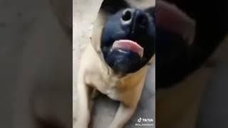 Funny dog 