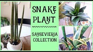 Snake Plant Collection and Plant Care (Sansevieria Plant Care)