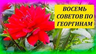 Восемь советов как выращивать ГЕОРГИНЫ в период цветения. Выращивание георгин из черенков. Далия.