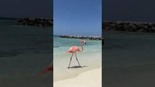 Flamingos en Aruba #aruba #flamingo