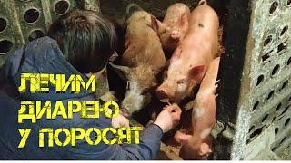 Диарея у поросёнка. Чем лечить?