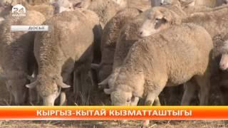 Кыргызстан Кытайга айыл чарба продукцияларын экспорттоого даяр