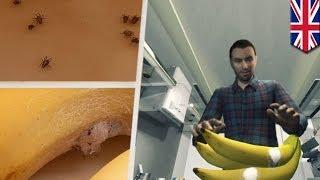 Spiders swarm out from bananas, forcing family to flee