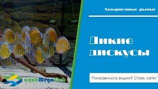 Дикие дискусы