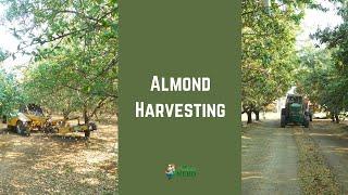 Almond Harvesting: Shaking, Sweeping, Harvesting & Stock Piling (in California)