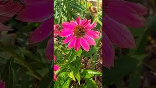 Echinacea purpurea PowPow Wild Berry Coneflower #flowertypes #flower #beauty #pink #perennialgarden