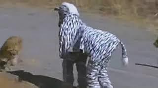 Lion Almost Kills Two Men In Zebra Costume