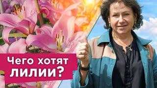 ЯРКОЕ И ПЫШНОЕ ЦВЕТЕНИЕ ЛИЛИЙ ГАРАНТИРОВАНО при таком уходе! Важные нюансы при выращивании лилий