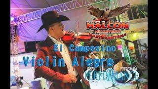 Violin Alegre y el Campesino Halcon Huasteco de Marte Santana