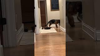 Hilarious!  Tesla Protesting with his Plate!  Sam & Zelda Odyssey #shorts #germanshepherdpuppies