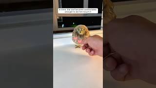 The man found an owl inside his house and then...