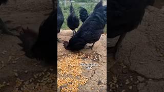 What breed is this? #aseel #birds #shorts #foryou #viralshorts