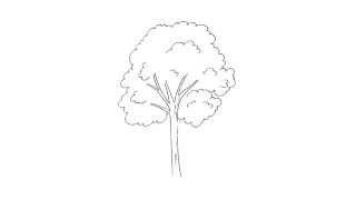 All About Our Trees: Common Trees in Singapore