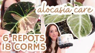 alocasia repots, pon transfers + corm harvesting | rare + common alocasia