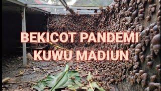 BEKICOT PANDEMI KUWU MADIUN!!!