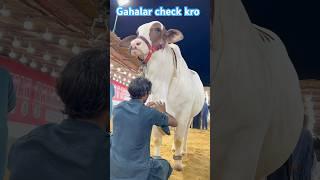 jahalar check kro || maweshi mandi #bull #cow #cowmandi #cattlemarket