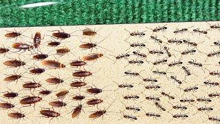 1000 Cockroaches Versus 1000 Ants... Who Will Win?