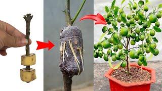 Summary of super special fruit tree propagation tips    to stimulate the tree to grow extremely well