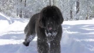 Newfoundland dog playing in the snow