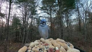 Tufted Titmouse, Blue Jays, Red-bellied Woodpecker