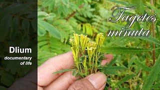 Southern cone marigold (Tagetes minuta)