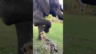 Elephant and Hyena Playing in a garden.#animals, #animalplanet, #elephant #dubai