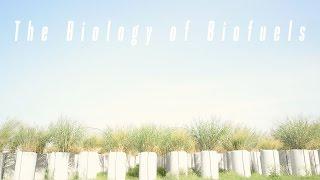 Freshman Research Spotlight: Biology of Biofuels