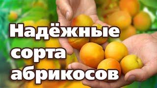 ЭТИ СЕВЕРНЫЕ СОРТА АБРИКОСОВ ТОЧНО ПЕРЕЗИМУЮТ!