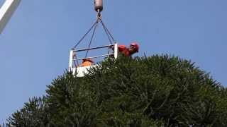 Bunya Pine cone removal