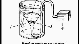 Барботирование семян  bubbling seeds