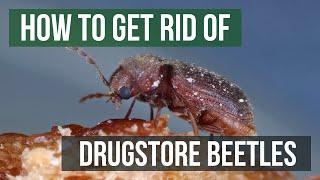 How to Get Rid of Drugstore Beetles (4 Easy Steps)