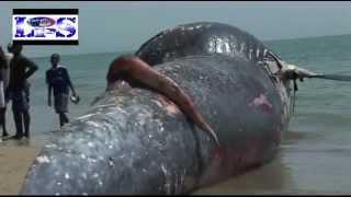 Une Baleine Noir de 15m atterrie sur la plage de Warang.