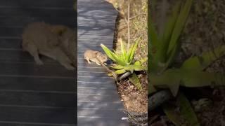 hyrax vS python