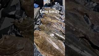 Easy morning summer flounder limits at Long Island Pier!!